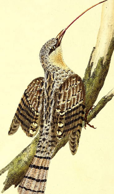 Coloured drawing of a wryneck bird extending its tongue.