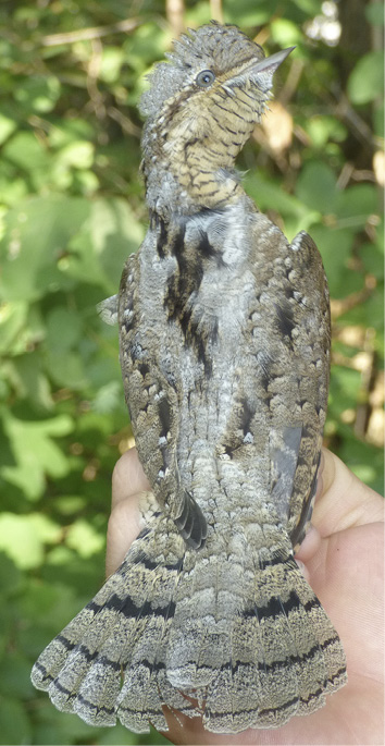 Photo of a wryneck bird with a plumage resembling a snake pattern.