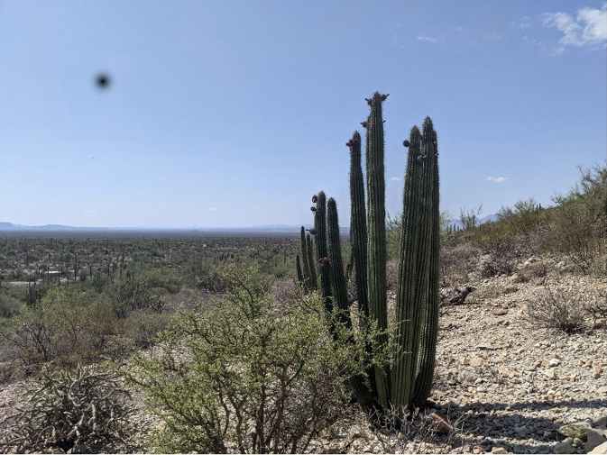 A photo of the Sonoran Desert – in the foreground, a stand of cactus A range of mountains can be seen in the distance, darker blue against the pale blue of the sky. The sky is clear, with only a few wisps of cloud.